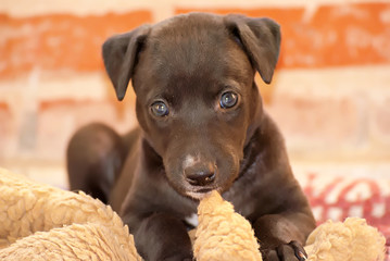 Black gryhound puppy with a blanket © nikidericks