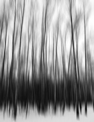 Vertical black and white motion blur trees art abstraction backd - 115653482