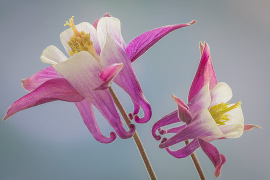 USA, Washington, Seabeck. Close-up of columbine flowers. Credit as: Don Paulson / Jaynes Gallery / DanitaDelimont.com 