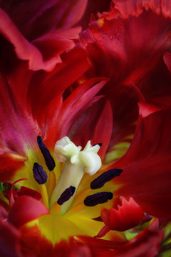 USA, Washington, Seabeck. Interior of parrot tulip flower. Credit as: Don Paulson / Jaynes Gallery / DanitaDelimont.com 
