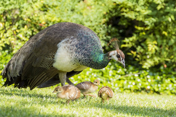 Naklejka premium Beautiful female peacock and her child