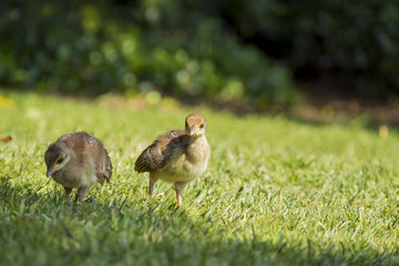 Beautiful female peacock and her child