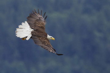 Bald Eagle in Flight