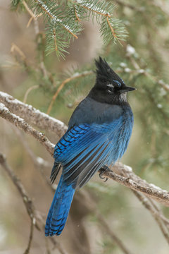 USA, Wyoming, Yellowstone National Park. Steller's jay bird in tree.