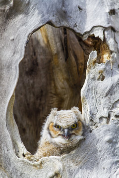 USA, Wyoming, Lincoln County, Great Horned owlet looking out of cavity nest.