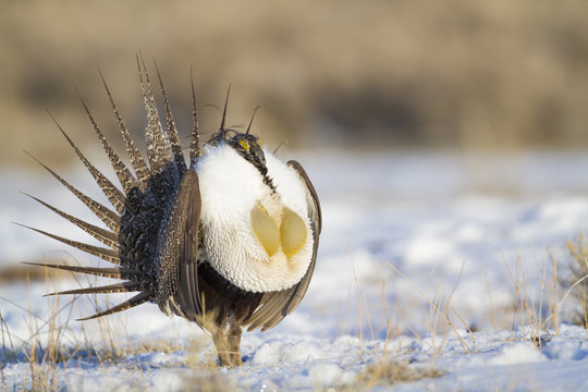 USA, Wyoming, Sublette County, male Greater Sage Grouse strutting on lek in snow.