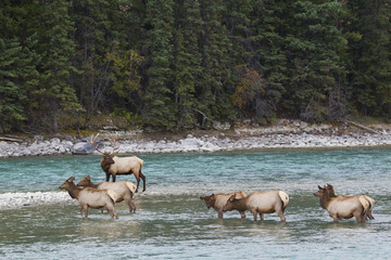 Rocky Mountain Elk Herd
