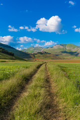 Fototapeta premium Castelluccio di Norcia 2016 (Umbria, Italy) - The flowering in the highland of Sibillini Mountains