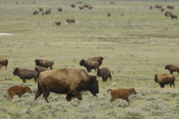 American Bison 'Buffalo' (Bison bison) - females & calves.
From private herd. Durham Ranch. Campbell County. Wyoming State. USA (Their horns have been removed to prevent them from injuring each other)
Males can weigh up to 2,000 pounds, females up to 1,000 pounds. They stand 5.5 to 6.5 feet at the shoulder. Both males and females have horns. These animals once roamed the Western plains of the USA in herds that numbered 40 - 60 million animals. They provided food, tools, clothing and building materials to the Native Americans as well as European settlers through the end of the 1900s. Although their numbers were severely depleted they are recovering and still free range in areas such as Yellowstone NP, Teton Park, The Black Hills and a few Canadian provinces. There are also many private herds where they are raised for food production.