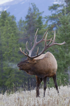 Rocky Mountain Bull Elk