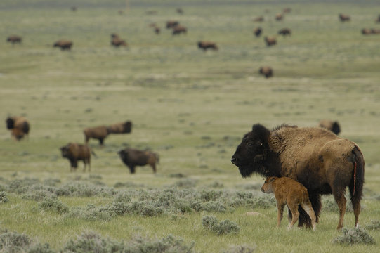 American Bison 'Buffalo' (Bison bison) - females & calves.From private herd. Durham Ranch. Campbell County. Wyoming State. USA (Their horns have been removed to prevent them from injuring each other)Males can weigh up to 2,000 pounds, females up to 1,000 pounds. They stand 5.5 to 6.5 feet at the shoulder. Both males and females have horns. These animals once roamed the Western plains of the USA in herds that numbered 40 - 60 million animals. They provided food, tools, clothing and building materials to the Native Americans as well as European settlers through the end of the 1900s. Although their numbers were severely depleted they are recovering and still free range in areas such as Yellowstone NP, Teton Park, The Black Hills and a few Canadian provinces. There are also many private herds where they are raised for food production.