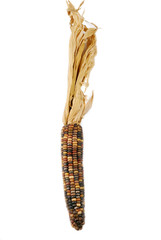 Cob corn Indian isolated on white © severija