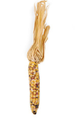 Cob corn Indian isolated on white © severija