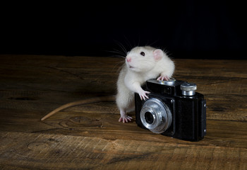 Rat - photographer.