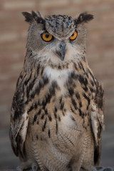 Eagle owl