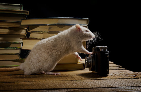 Rat - photographer.