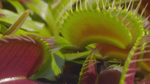 CLOSE UP: Opened jaws of snap trap carnivorous plant