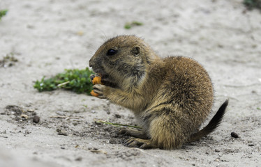 Cynomys or prariedog eating carrot