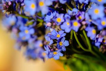 Amazing Forget-me-not flower