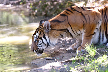 Fototapeta na wymiar tigre