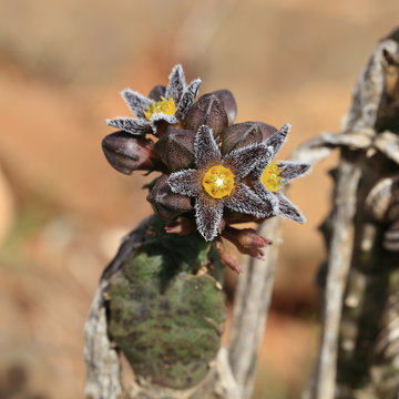 Caralluma (Apteranthes) burchardii in flower, a near endemic cactus-like plant of the Canary Islands, Fuerteventura, Canary Islands, Spain.