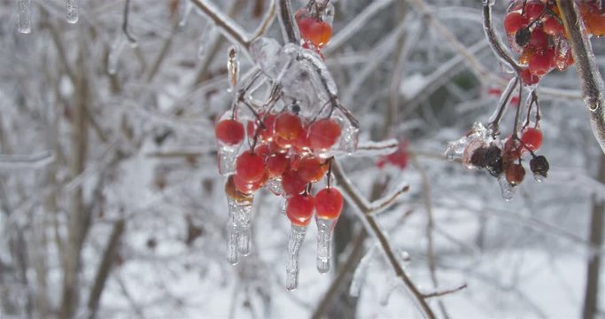 Viburnum opulus cluster of frozen red berries