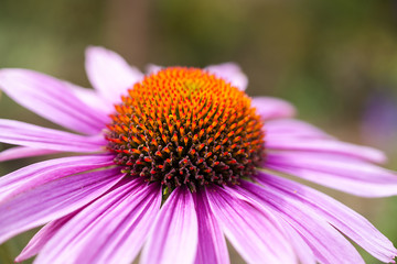 Pink daisy at the park - nature background