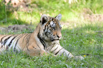 Fototapeta na wymiar jeune tigre dans la nature