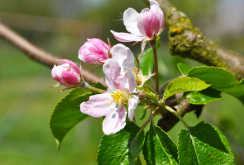 Spring blossoms