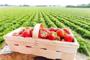 Korb voller frischer Erdbeeren © Christian Schwier
