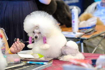 Groomer prepares the dog to the exhibition