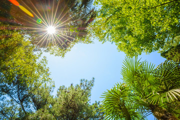 Obraz premium The tops of the trees on the background of clear sky and sun beams