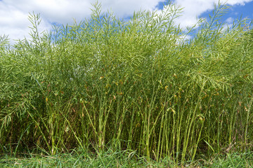 Grüne Rapspflanzen auf einem Feld in Nahaufnahme