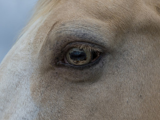OEIL DE CHEVAL