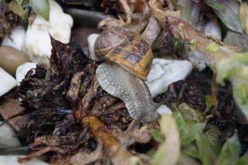 Weinbergschnecke im Garten 