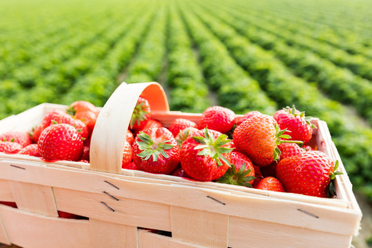 Korb voller frischer Erdbeeren