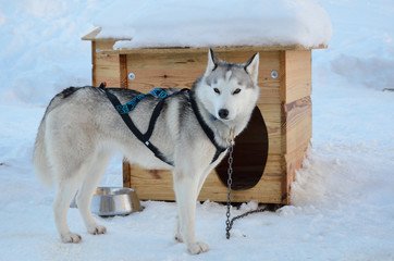 Naklejka premium Sled dog