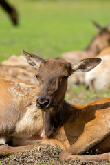 Fototapeta premium Alaska Wildlife Conservation Center