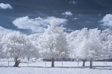 Sceaux garden in infrared (Paris)