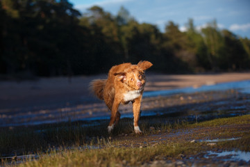 dog on the beach, summer walks on water