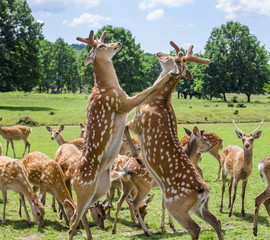 a herd of deer on the farm