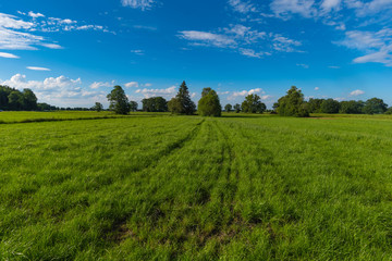 Fototapeta na wymiar Graslandschaft mit saftigem grün vor blauem Himmel mit Föhnwolken