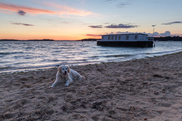 happy retriever on beach at sunset with houseboat