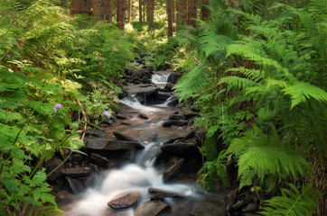 Bachlauf mit klarem Wasser