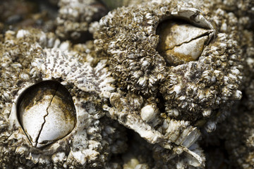 Close up of barnacles.
