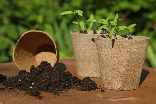 Semis de tomates dans des pots en tourbe