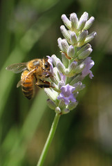 Abeille sur de la lavande