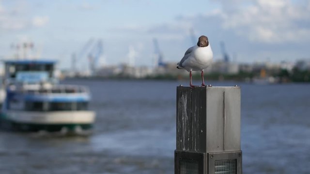 M&ouml;we auf einem Pfahl in Hamburg Landungsbruecken an der Elbe