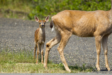 Young black-tailed doe by its mother.