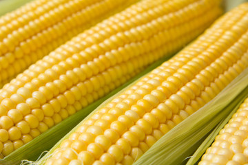Ripe corn grains on cob and green leaves. Closeup
